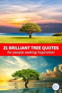 brilliant tree quotes