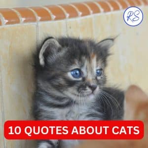 10 quotes about cats that’ll make you smile - Roy Sutton